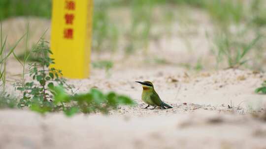 沙地里美丽的小鸟---栗喉蜂虎