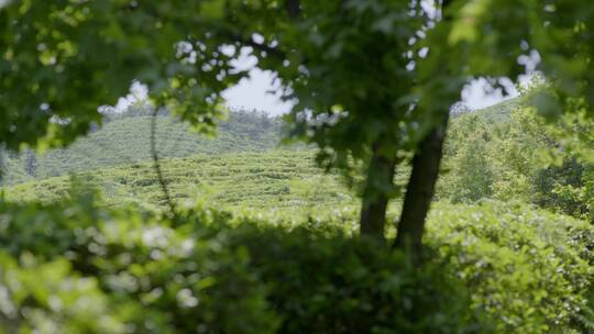 茶叶 茶场 高山茶场 阳光下 吹大风