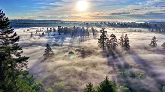 森林阳光云海森林云雾缭绕树林山大自然风景