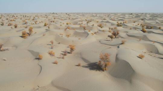 新疆塔克拉玛干沙漠胡杨林自然风光