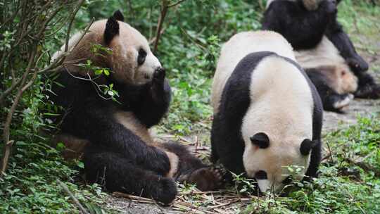 成都大熊猫基地里三只可爱的国宝熊猫吃零食