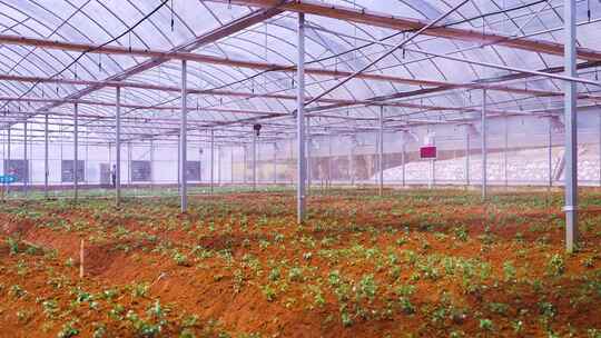 大棚培育种植中药材太子参幼苗洒水场景