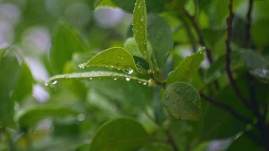 雨后树叶叶子水珠附着