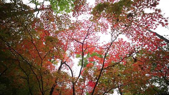 枫叶红了秋季风景