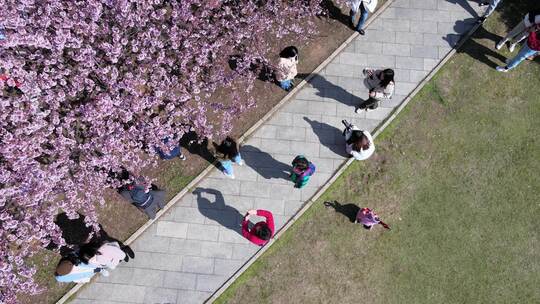 武汉大学校园航拍