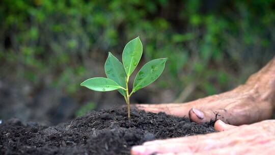 植树慢镜头呵护成长培育种植孕育生命