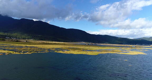 冬季金黄水草 湖泊湿地