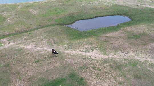 航拍农村田野草地湿地水边奶牛