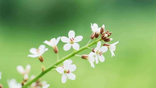 梨花盛开春天蜜蜂花开花花瓣梨花梨花开花花