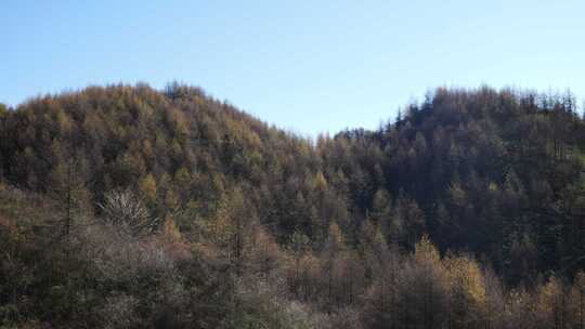 湖北恩施大山顶林区原始森林唯美风景