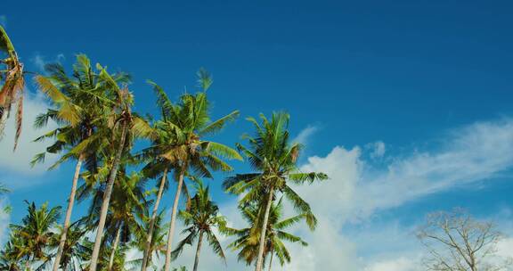 椰林 椰子树
