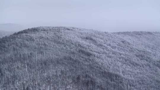 冬季雪山雾凇雪松树挂景观