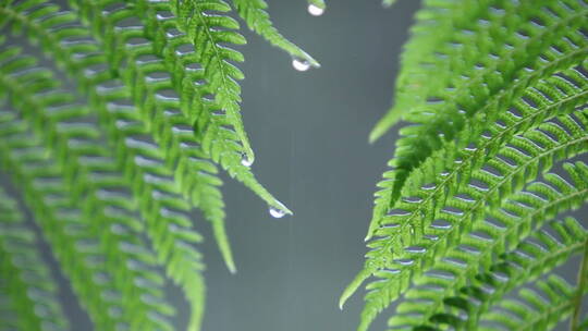 水滴在蕨类植物的叶子上视频素材模板下载