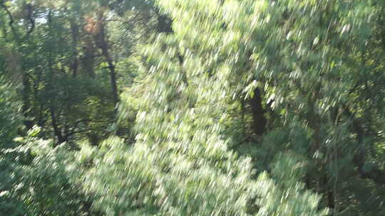 地拍武汉东湖磨山雕像树木