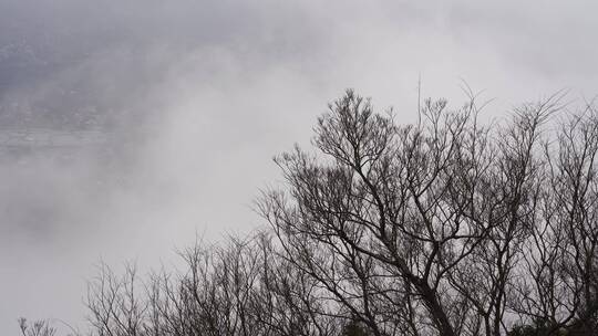 雾天树木树枝阴天树林雨天森林山间云雾缭绕