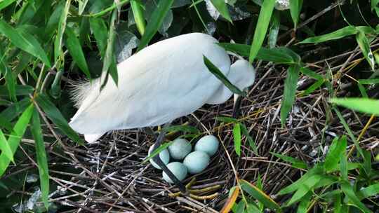 （合集）白鹭孵化抚育幼鸟