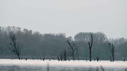 晚秋早晨湖面雾气与觅食的黑色野鸭