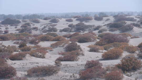 新疆沙漠的秋天景色