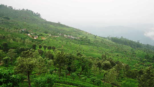 雾蒙蒙的清晨掠过斯里兰卡的茶园体现农业传