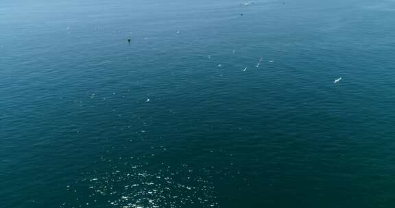 海鸥在海岸上空飞翔