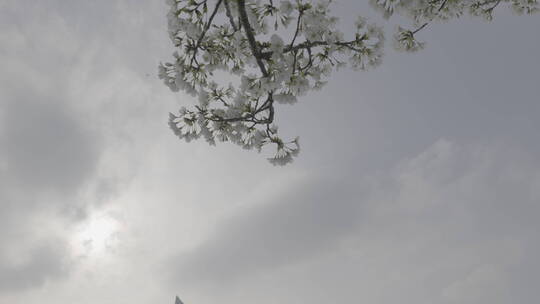 武汉樱花花开花瓣飘落浪漫爱情春天日本樱花