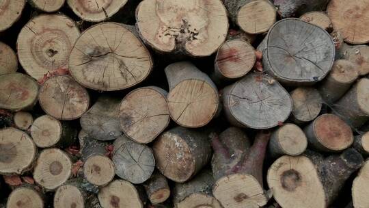 一堆木材的横截面特写镜头