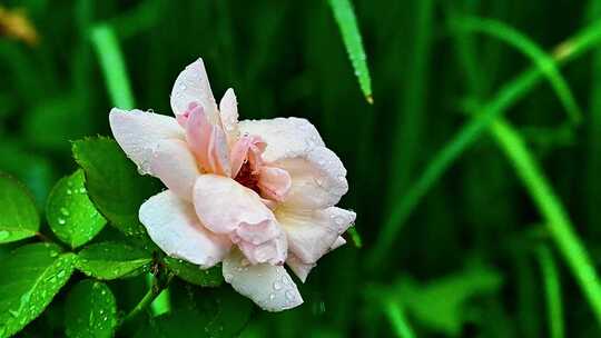 下雨雨滴滴落在绿色叶片花瓣上晶莹水珠露水