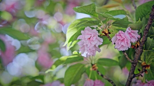 武汉小区花园里的樱花盛开