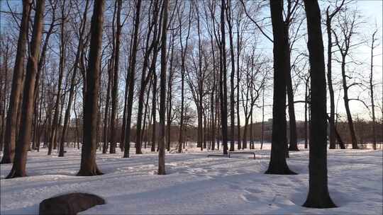 特写雾凇过后的森林大学覆盖白雪视频素材模板下载