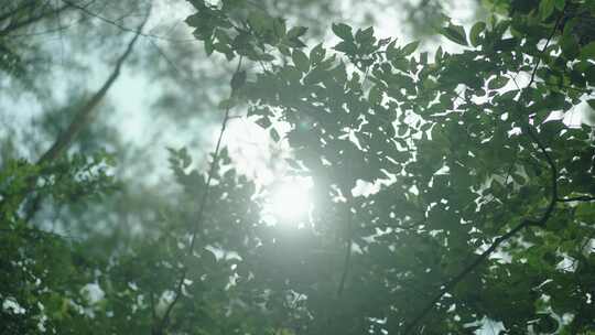 阳光森林树叶、夏日大自然树林透光