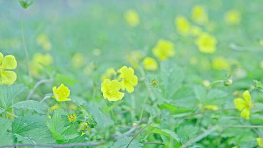 夏天立夏夏至唯美风景