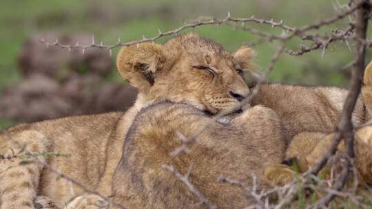 睡在非洲灌木丛中的小狮子