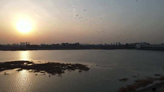 航拍冬季天津滨海新区渤海湾夕阳下的海鸥