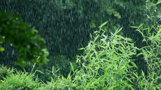 雨中的竹子竹叶随风飘摇升格视频素材