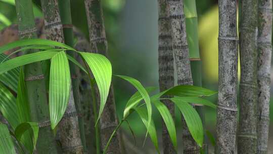 夏日阳光下的绿色植物随风摇曳