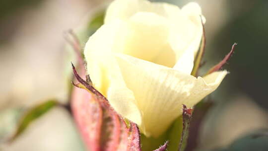 新疆棉花素材