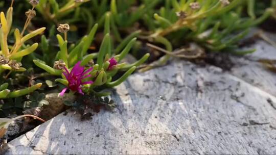 蚁群在花朵边快速搬运
