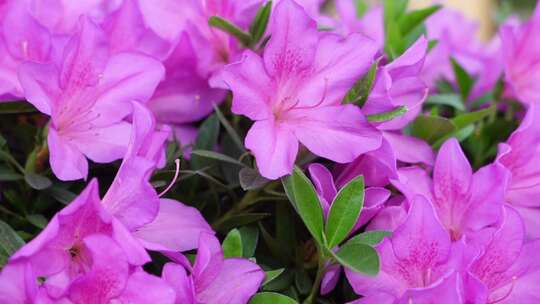 蝴蝶兰 鲜花 蝶兰 兰亚科 植物 花 观赏