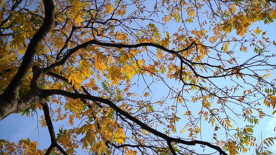 立秋渐渐黄的树叶视频素材模板下载