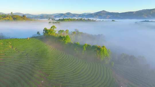 云雾缭绕的茶山