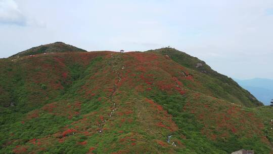 大围山映山红