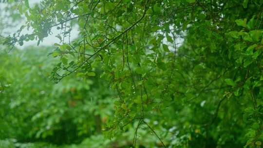 青色森林雨景雨季空镜