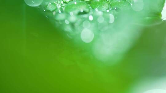 水珠 雨  绿色 植物 树叶 自然