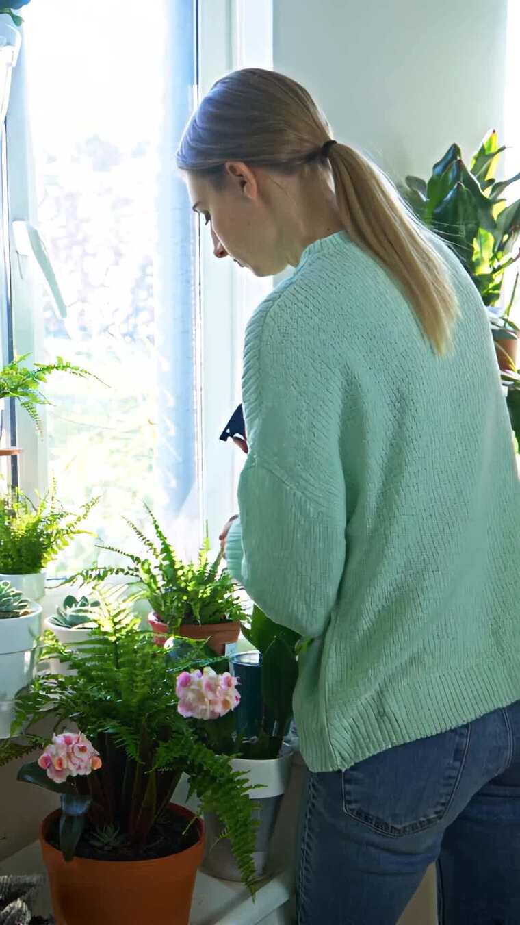 女子窗边打理盆栽植物