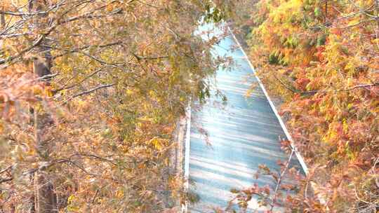 金色秋天落叶松彩色大道