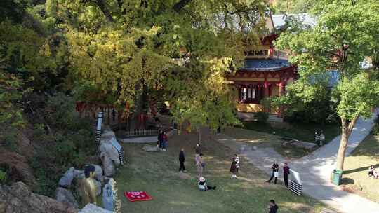 秋日的芜湖浮山寺古银杏风光