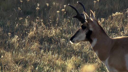 草原上的叉角羚视频素材模板下载