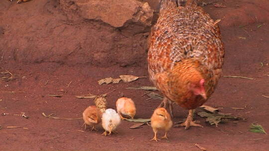 母鸡戴着幼崽觅食视频素材模板下载