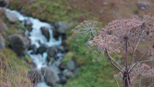 波斯猪草，花，水，溪流