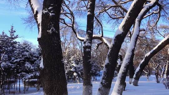 冬天公园老树小河雪景